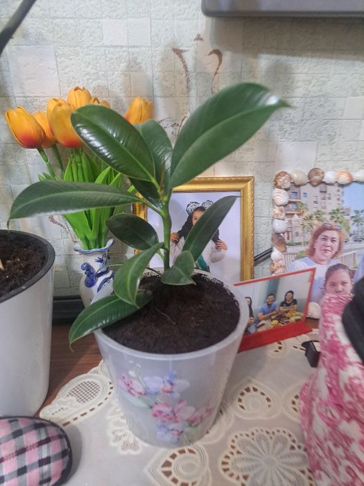 Комнатный цветок Замиакулькас