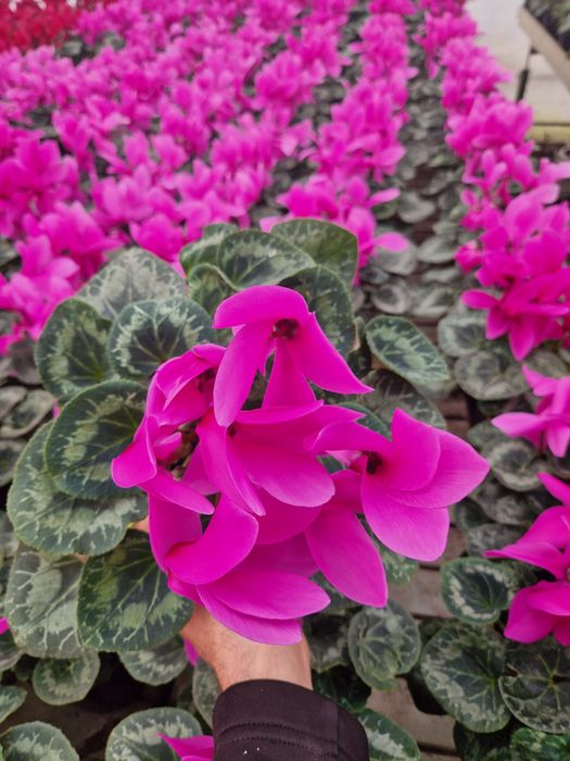 Cyclamen flori de primăvară  1-8 martie