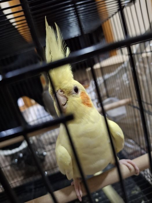 Карелла птицы продаётся