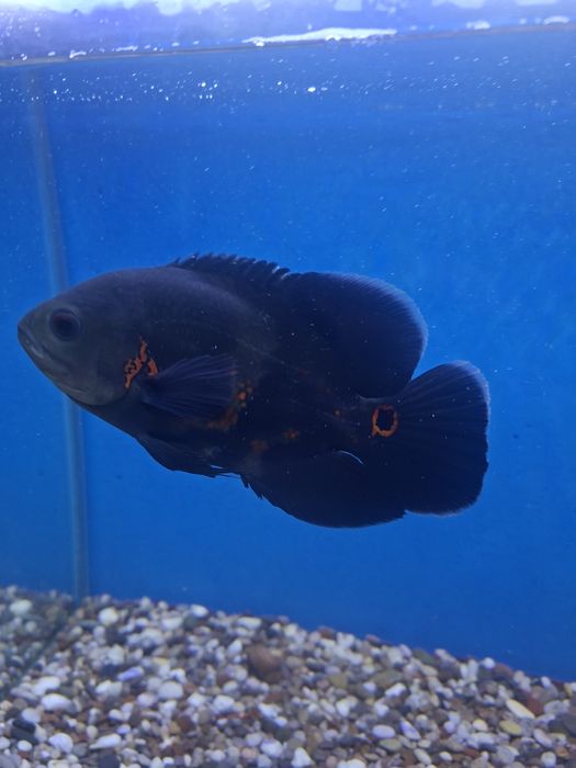 Рыба астронотусы пара