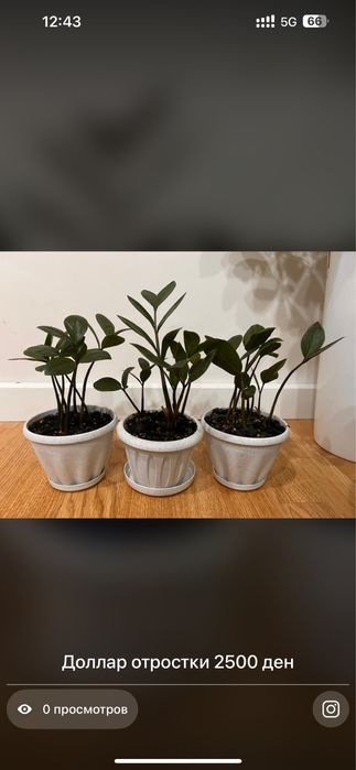 Комнатные растения хочу продать ………………………………………………………………………………………………..