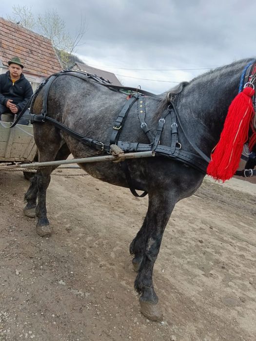 Mânzat de rasa mantata