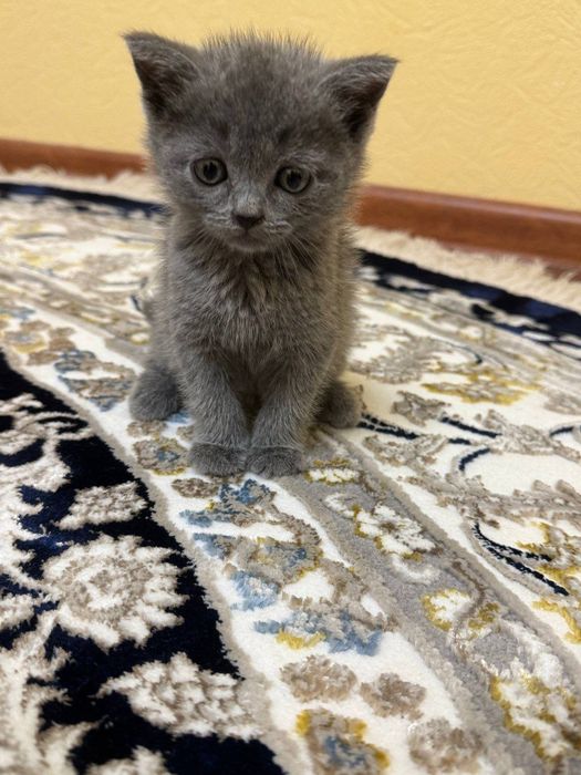 Scotish strayt mushugi