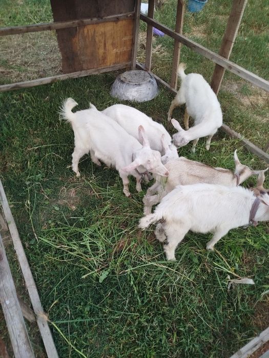 Takala sotladi zanen echkilani bolas yaxw sutli echkila narhi 1.5 mlnd
