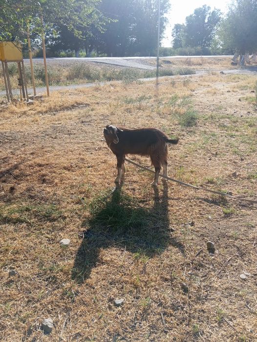 Сауынды Ешкі егіз лағымен