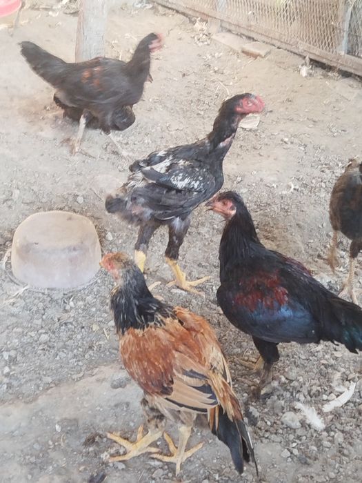 Жужалар сотилади хонака