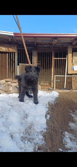 Продаётся щенки Немецкой Овчарки.