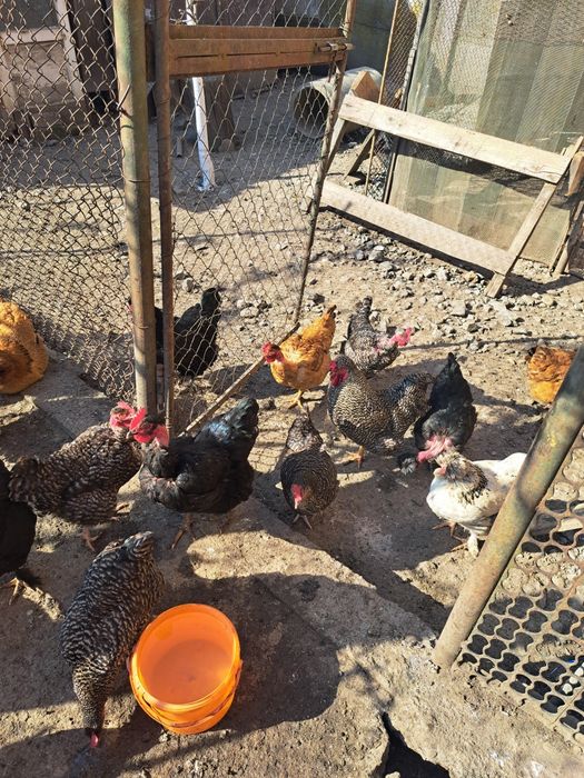 Pui de vânzare  pui