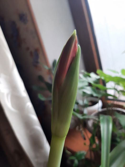 Цветущий амариллис 3300