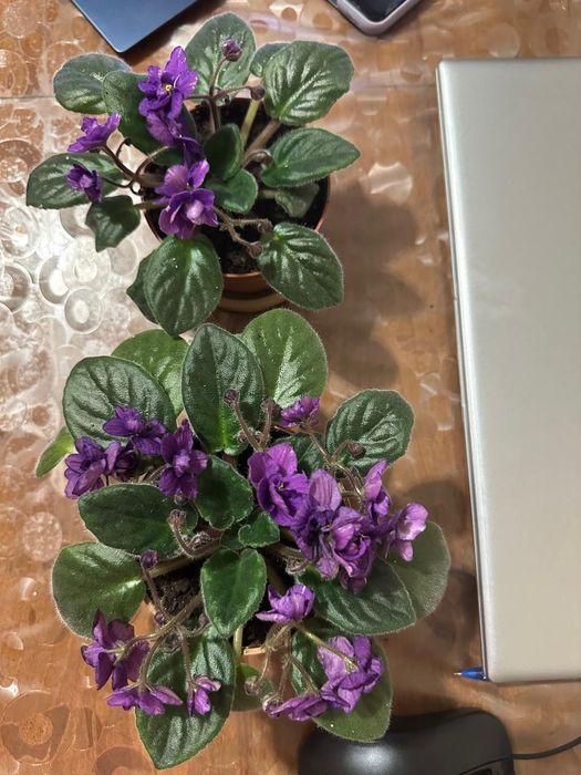 Комнатные растения