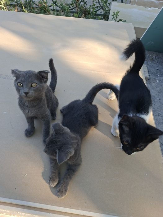 Котята отдам в хорошие руки...