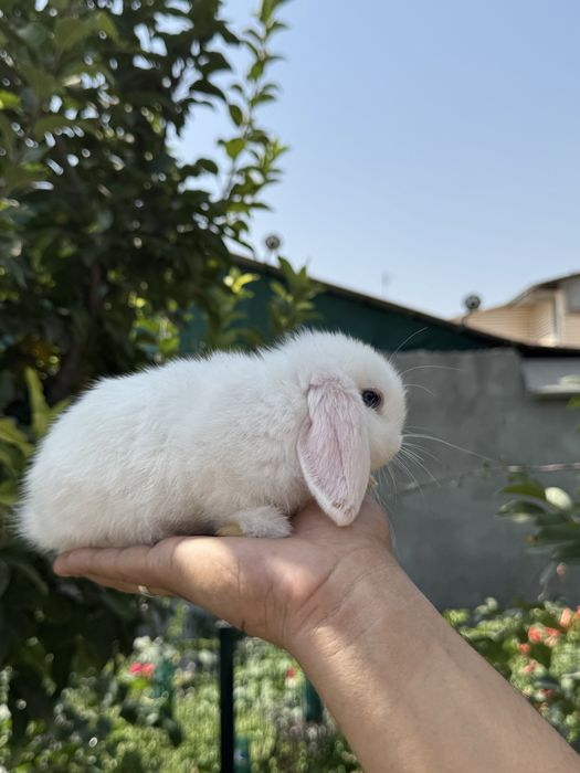 QUYON KARLIK . Кролик Карликовый