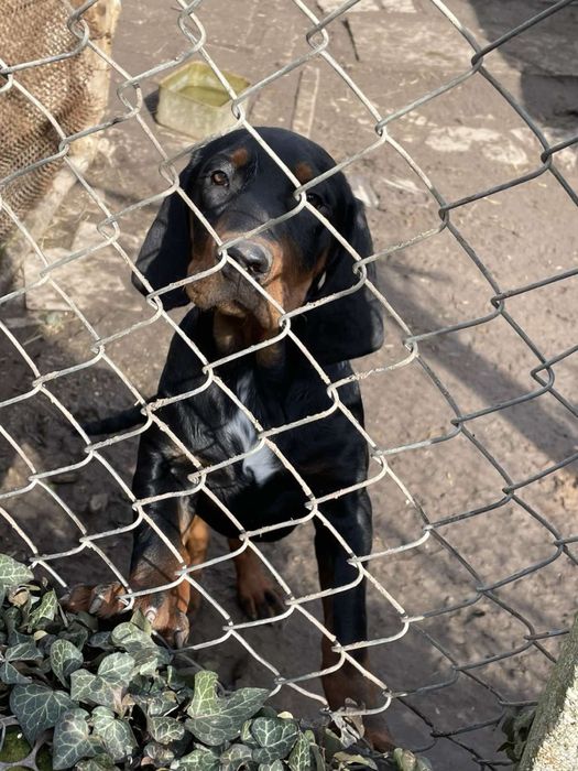 Чистокръвни мъжки български гончета