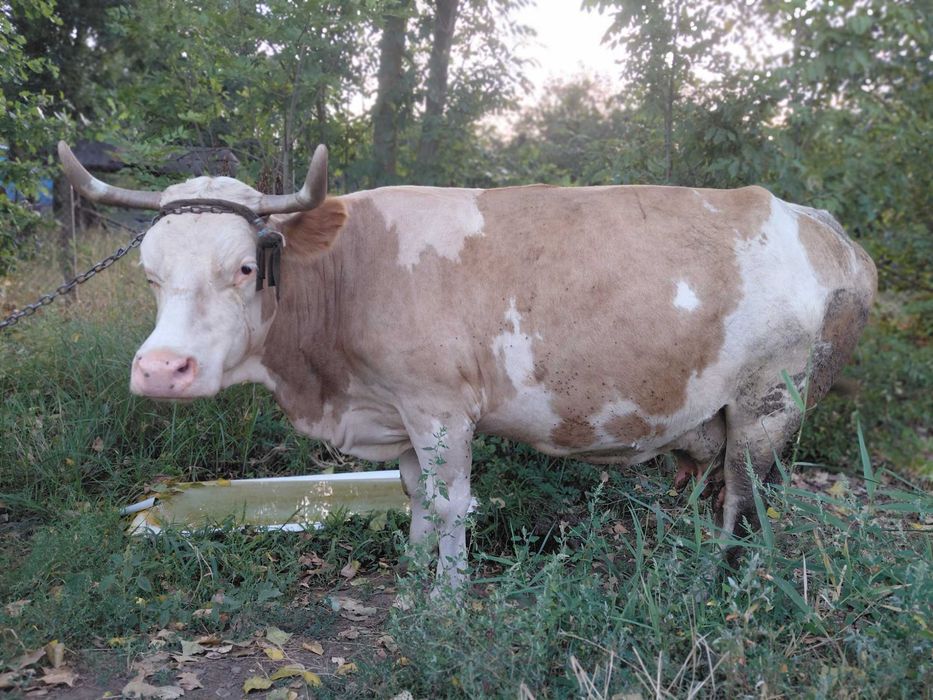 Vânzare vacă bălțată