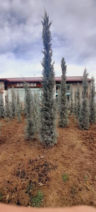 Арча. Кипарис Аризона.