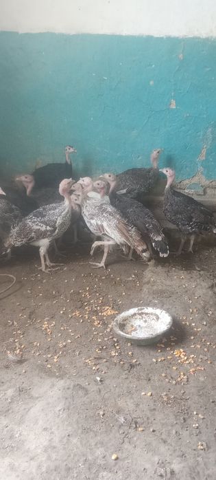 Kurkachalar sotiladi