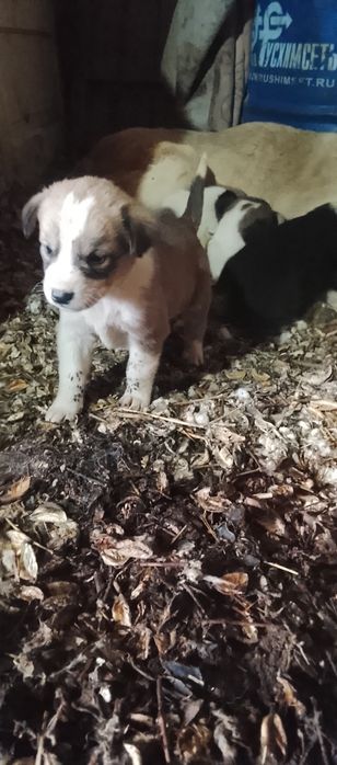 Алабай ұрғашы күшіктер