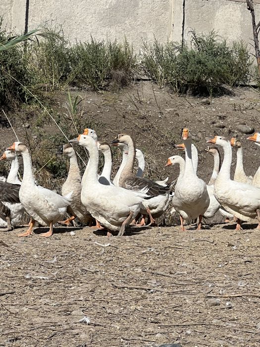 Гозлар сотилади оптом