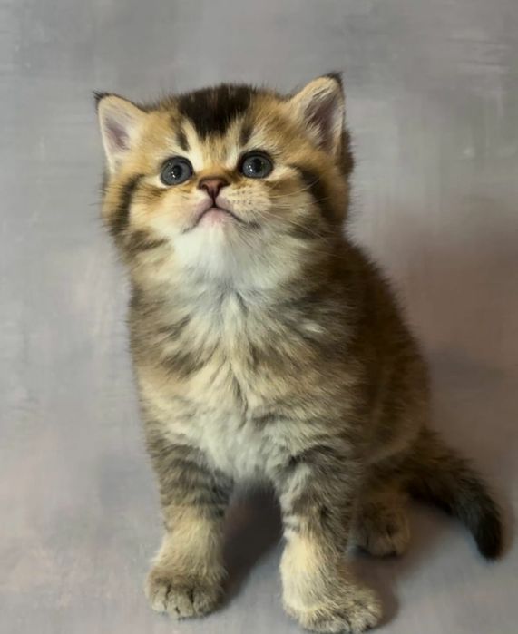 British Shorthair Golden Black