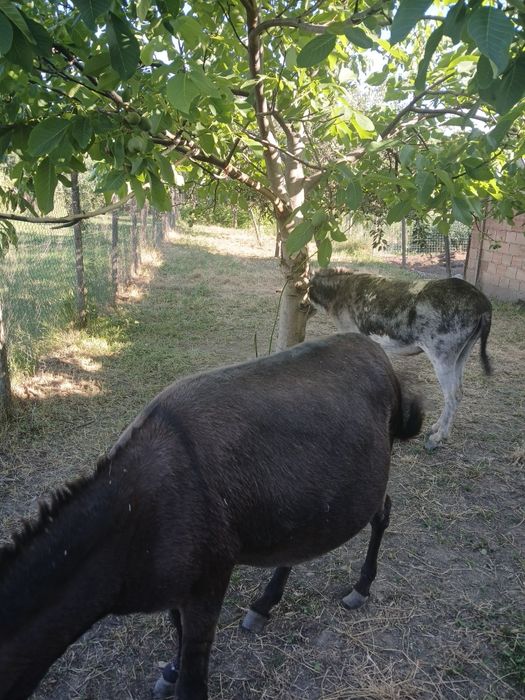 De vînzare 2magărițe si 1 magar