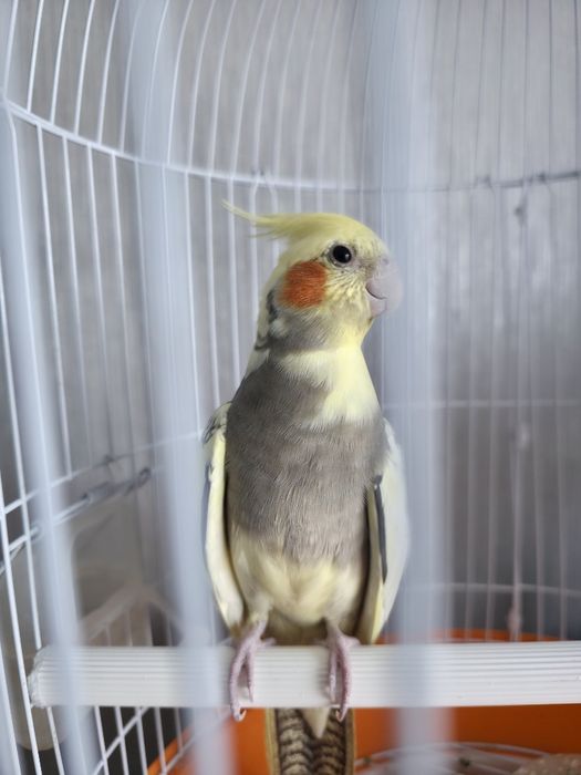 Продам самку кореллу