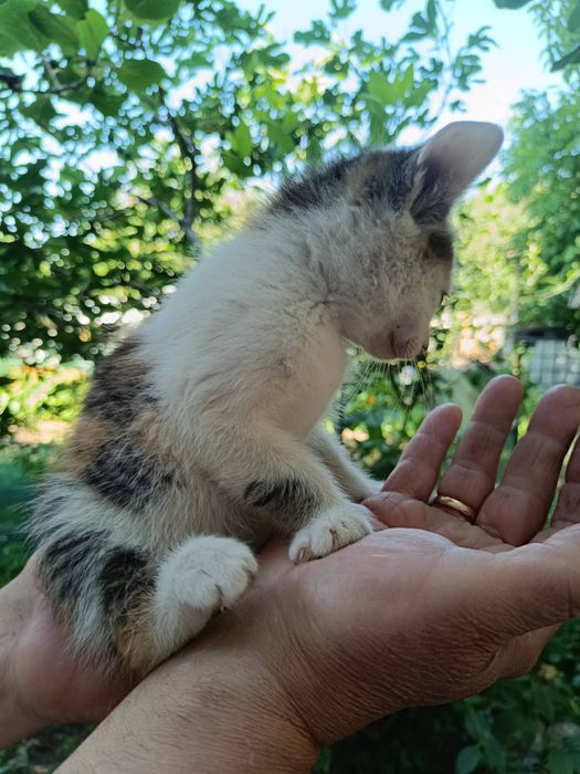 Подарявам  котета на около 2 и 3 месеца