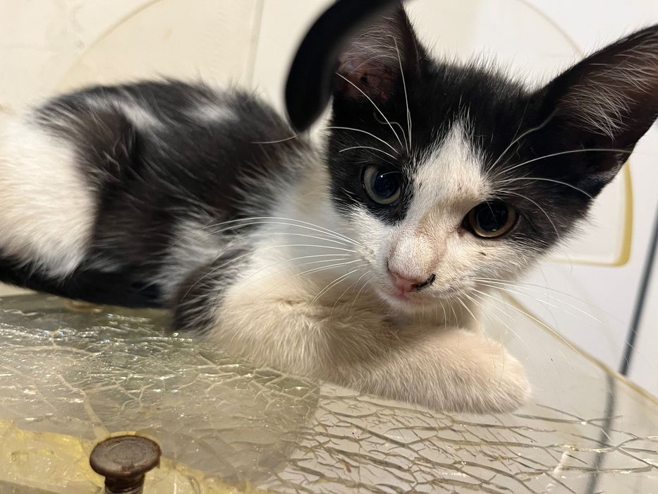 Котета родени на 25.04.2024