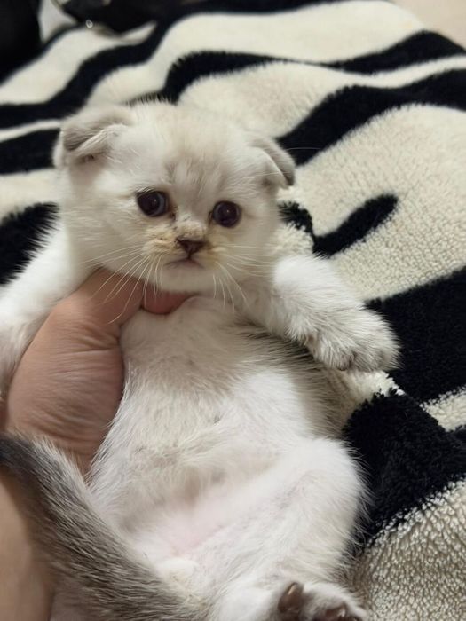 Британские котята