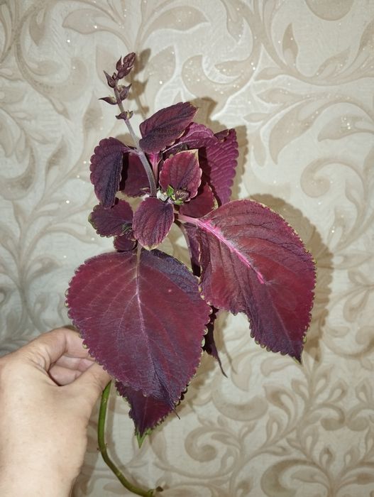 Колеус черенок продам