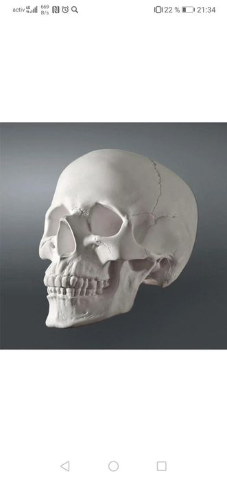 Череп. Черепа. Черепушки.