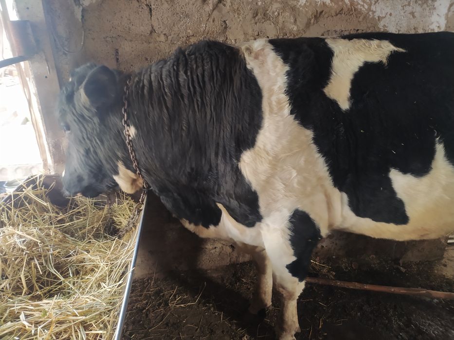 Бука сотилади!!! бойи 140+ вес 500+ 2 йош