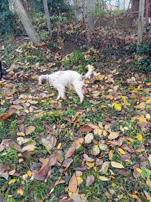 Логото романьол  кучета