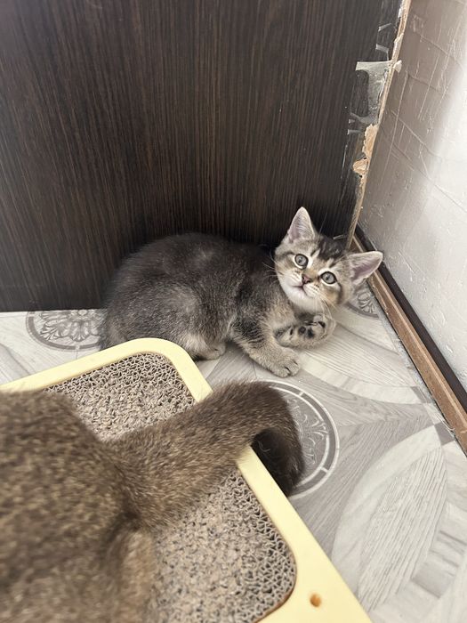 Продам котенка мальчика