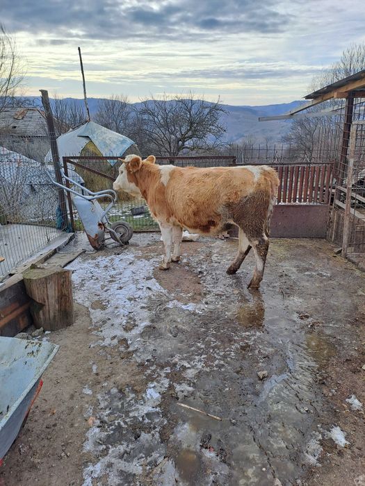 Juninca baltata gestanta