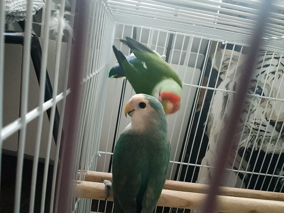 Неразлучни попугайлар сатылады.