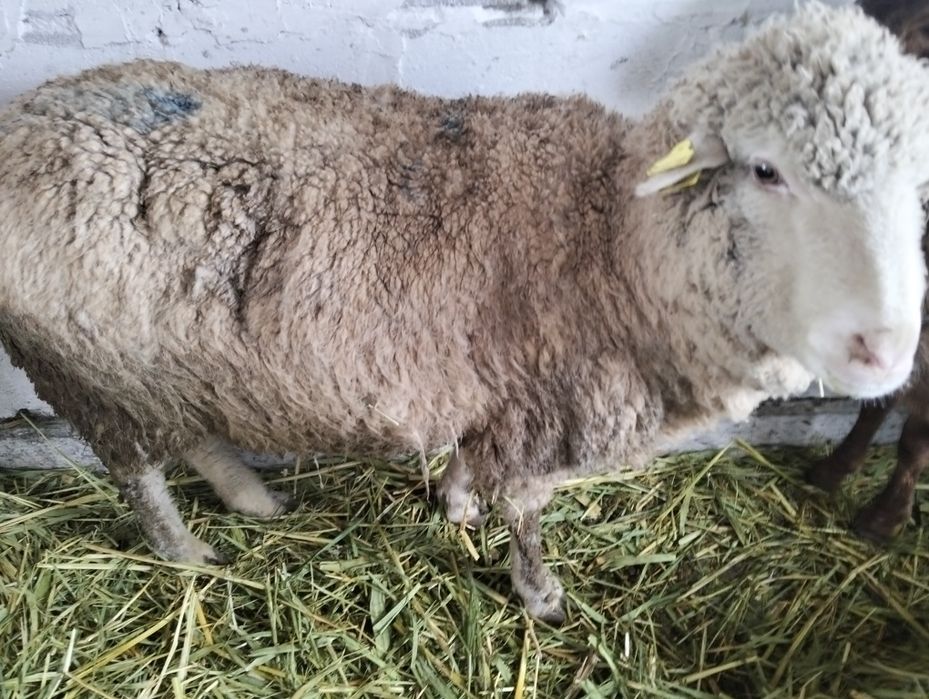 Продам овце матку