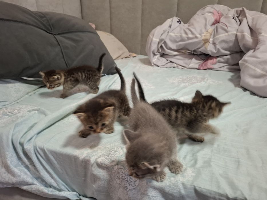 Отдаю котят в добрые руки.