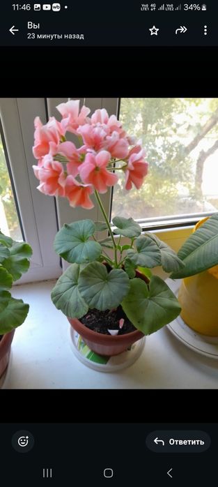 Продам комнатные цветы