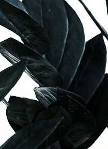 Замиокулькас Равен