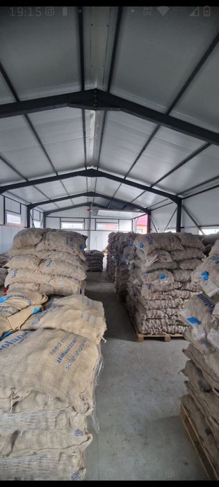 De vânzare cartofi de sămânță!