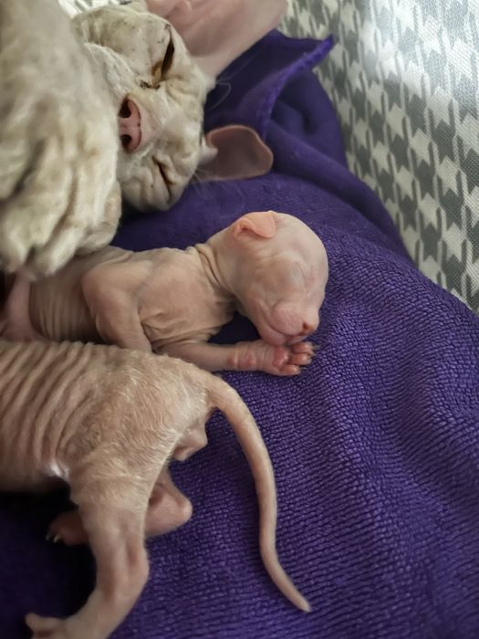 Готовятся к продаже котята сфинска