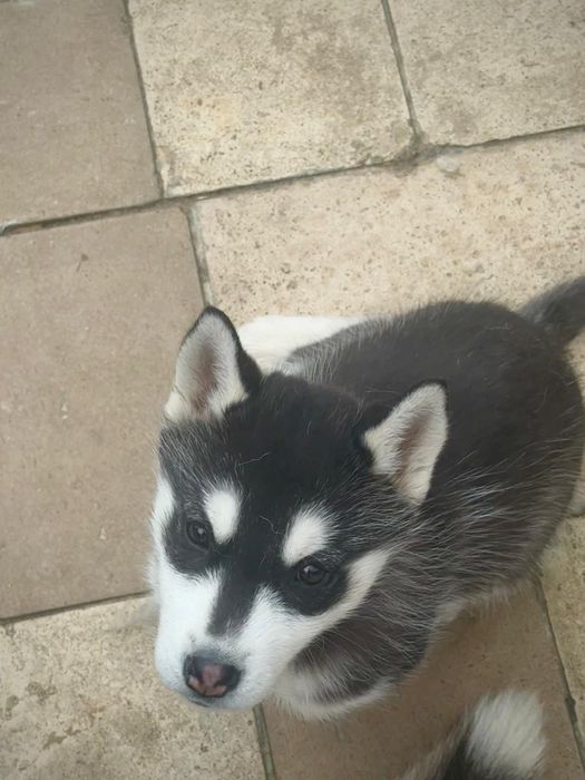 Vând pui husky siberian foarte jucăuș
