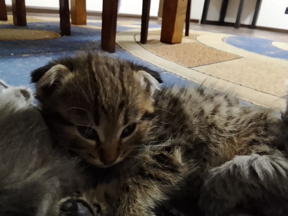 Отдам котят в добрые руки.