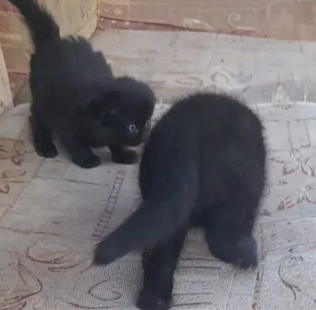 Шотланские  веслаухие котята..