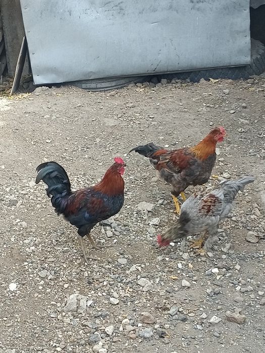 Продается куры молодки и петушки молодые