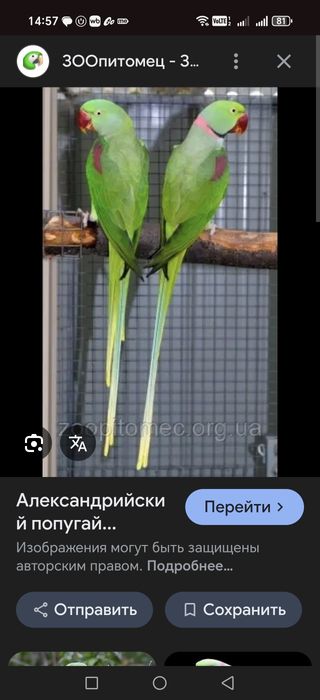 Продаются птенцы Александрийского попугая.