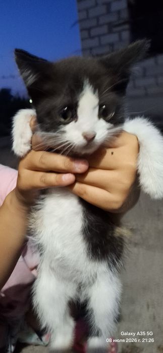 Отдадим котят бесплатно