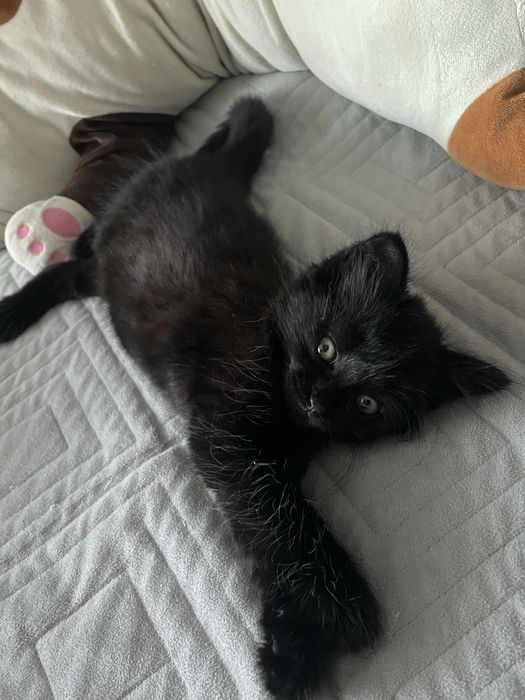 Отдам Котёнка девочку, к лотку приучена