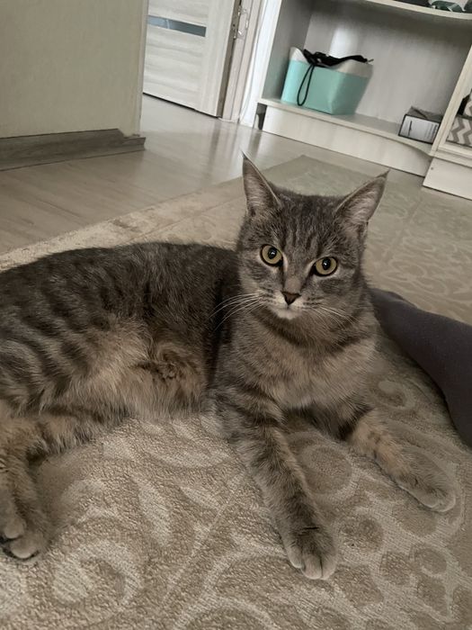 Кошка табби, девочка