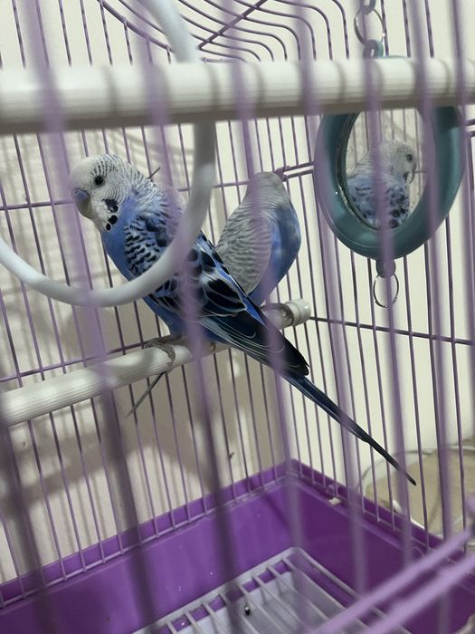 Попугай волнистый